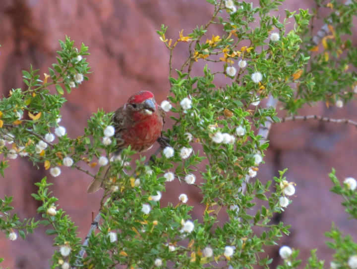 House Finch